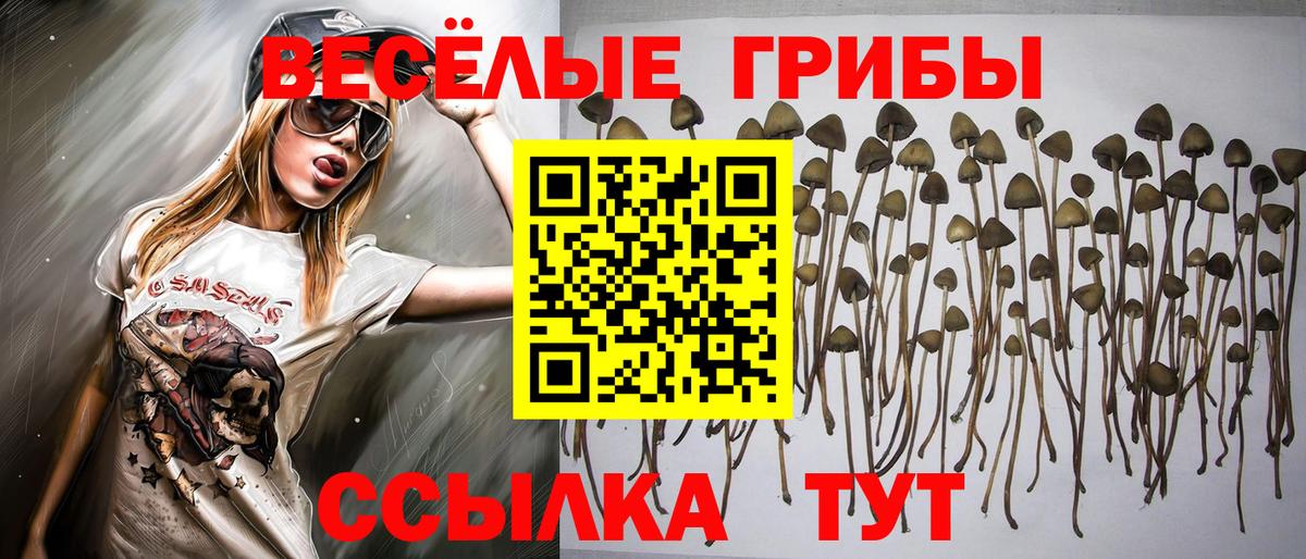 Псилоцибиновые грибы ЛСД  купить наркотики сайты  Вход с VPN  Тула  Галлюциногенные грибы Cubensis 